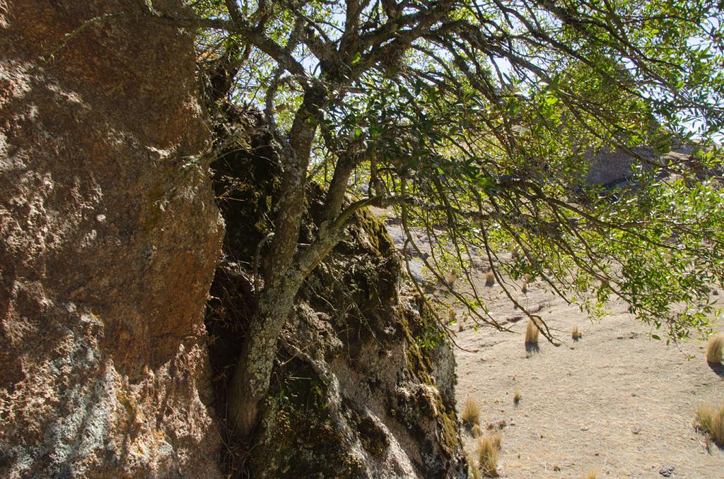 En medio de una peña viva, hundido su tronco en una raja abierta, este Maytén crece horadando con sus raíces la piedra dura, oteando desde allá arriba, abajo, el paisaje adusto y bravo. 